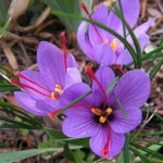 Saffron Bulb Extract